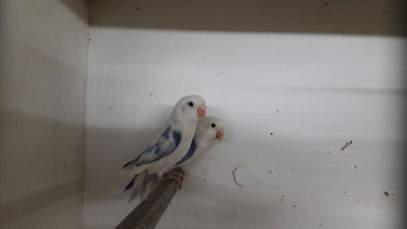 Неразлучники попугаи