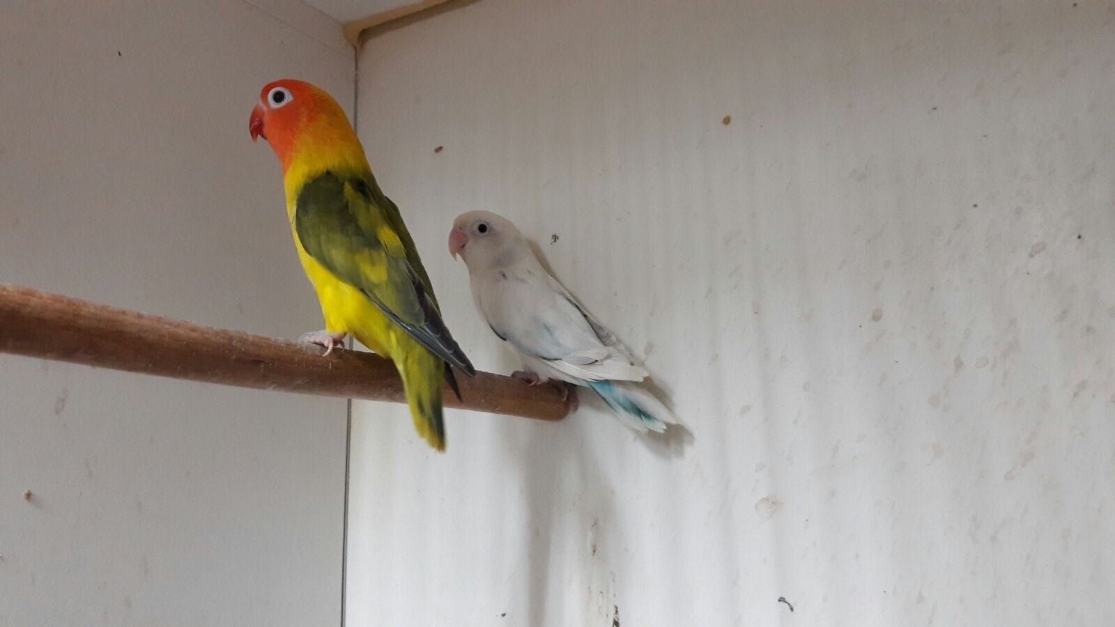 Неразлучники попугаи