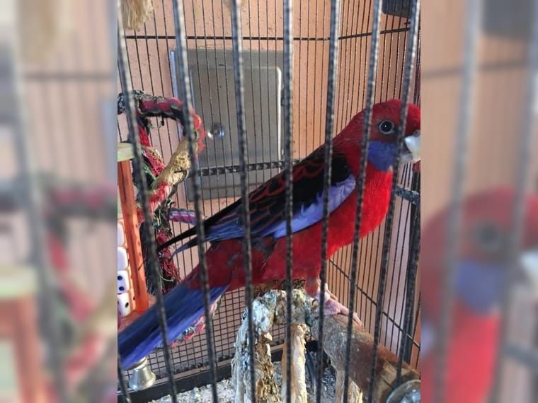 Розелла попугаи