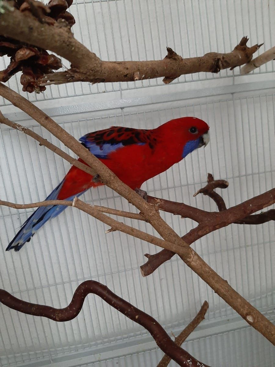 Розелла попугаи