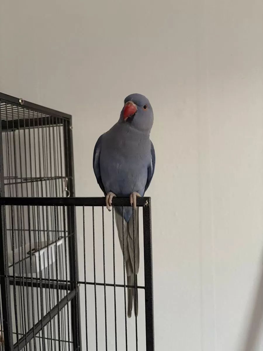 Ожереловые птенцы выкормыши