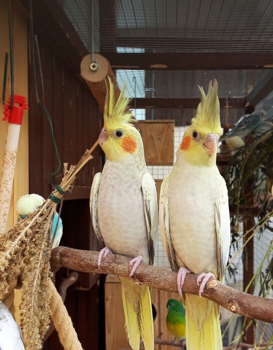 Ручные птенцы попугаев корелла