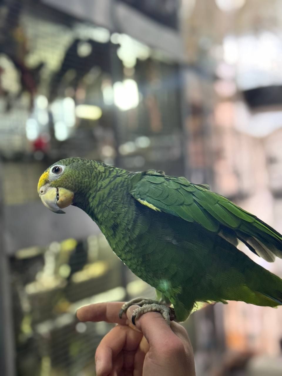 Ручной и умный попугайчик Амазон