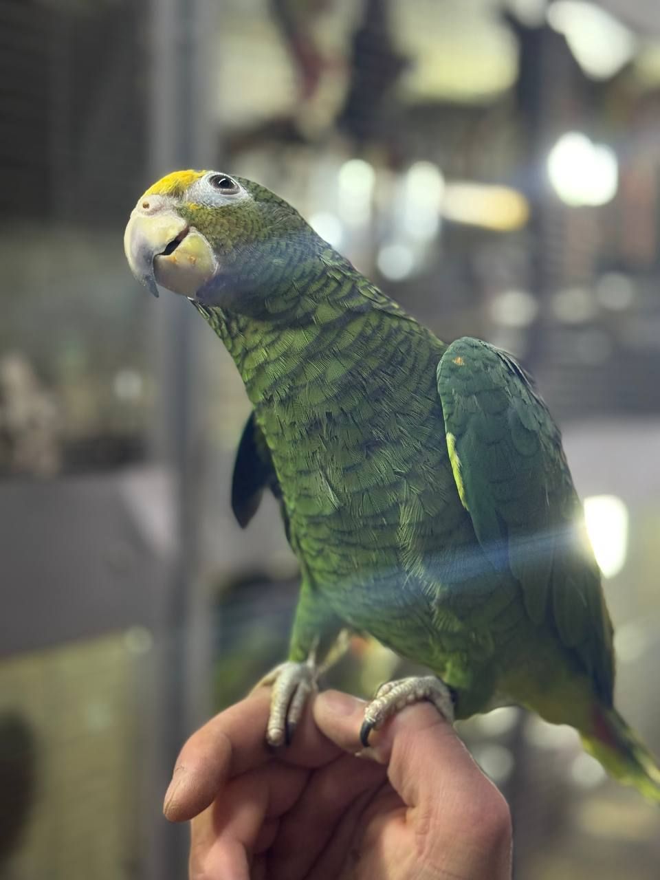 Ручной и умный попугайчик Амазон