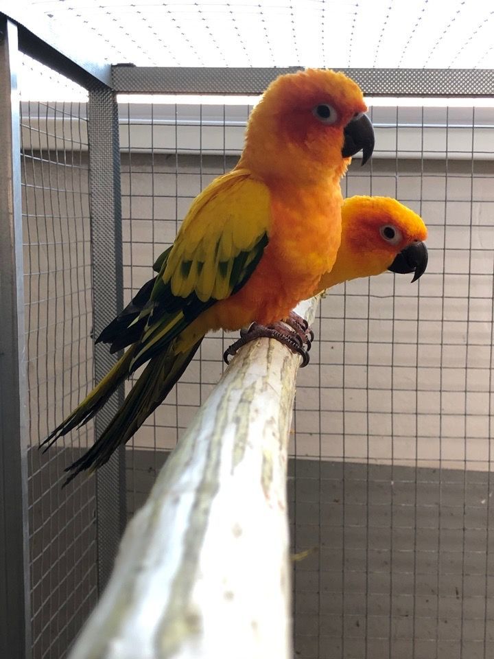 Аратинга попугайчики