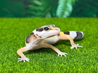 Леопардовый геккон эублефар