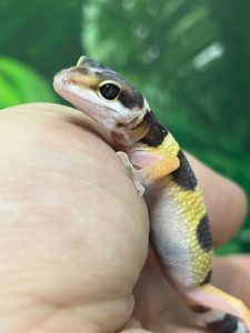 Леопардовый геккон эублефар