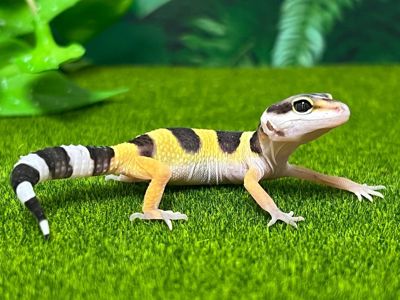 Леопардовый геккон эублефар