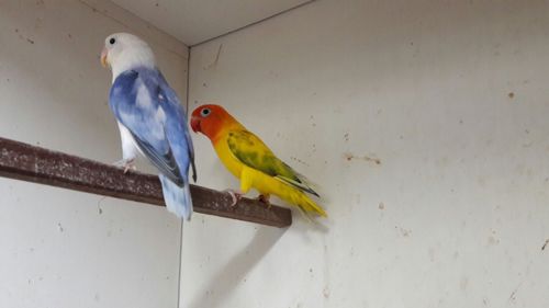 Неразлучники попугаи