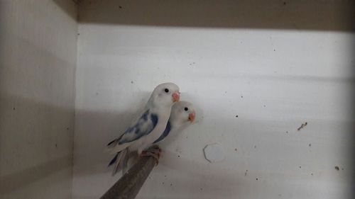 Неразлучники попугаи