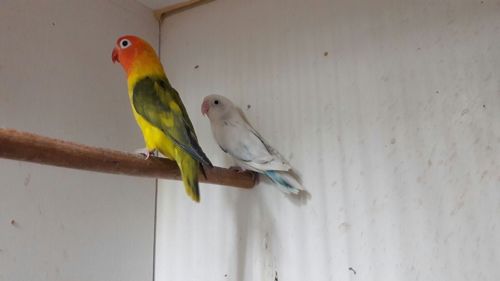 Неразлучники попугаи