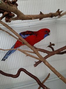 Розелла попугаи