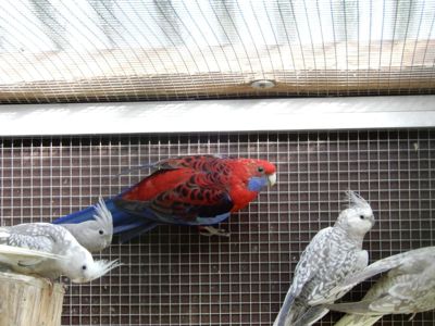 Розелла попугаи