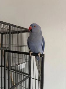 Ожереловые птенцы выкормыши