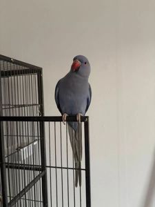 Ожереловые птенцы выкормыши