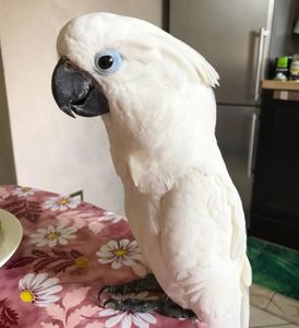 Какаду Альба