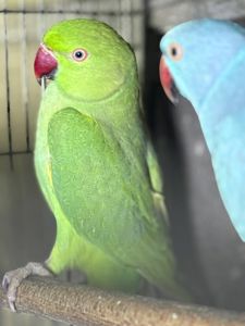 Ожереловые птенцы выкормыши