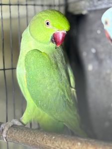 Ожереловые птенцы выкормыши