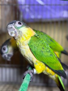 Каїк пташенята