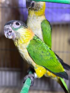 Каїк пташенята