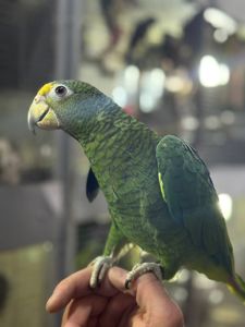 Ручной и умный попугайчик Амазон