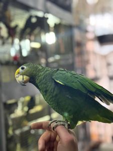 Ручной и умный попугайчик Амазон