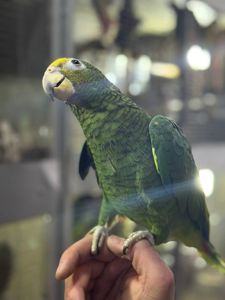 Ручной и умный попугайчик Амазон