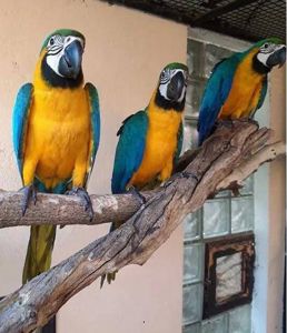 Ара папуга пташенята