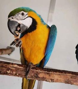 Ара папуга пташенята