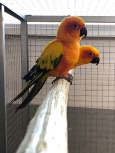 Аратинга попугайчики