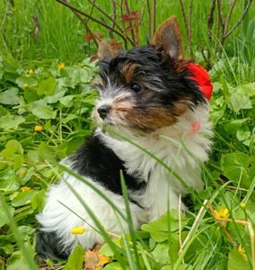 Бивер йорк, бівер йорк, дівчатка, міні стандарт