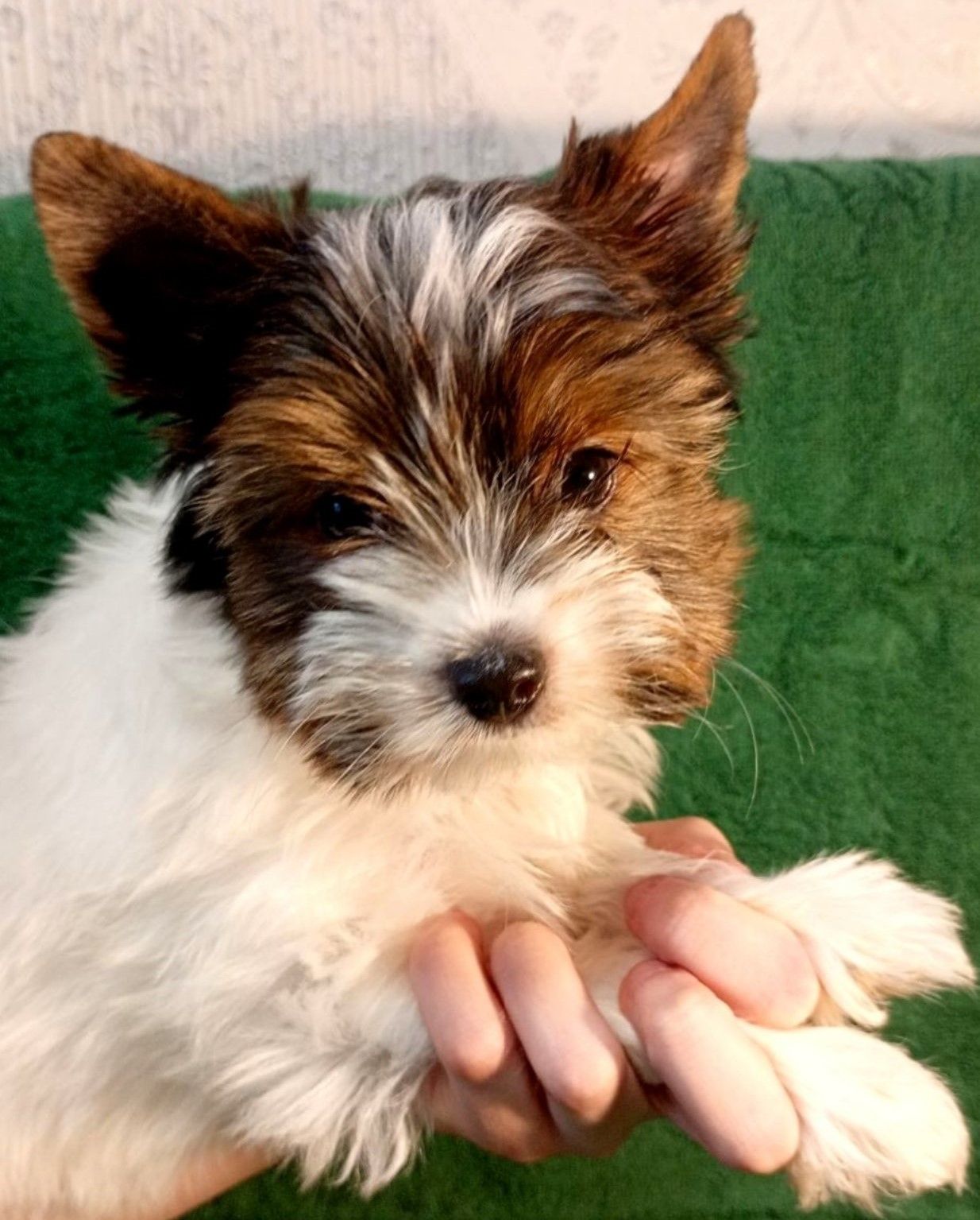 Бивер йорк, бівер йорк, дівчатка, міні стандарт