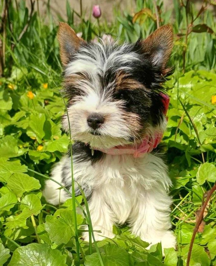 Бивер йорк, бівер йорк, дівчатка, міні стандарт