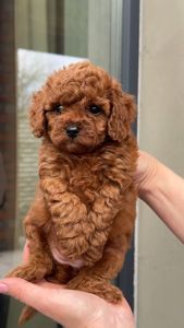 Той пудельки