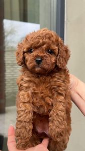 Той пудельки