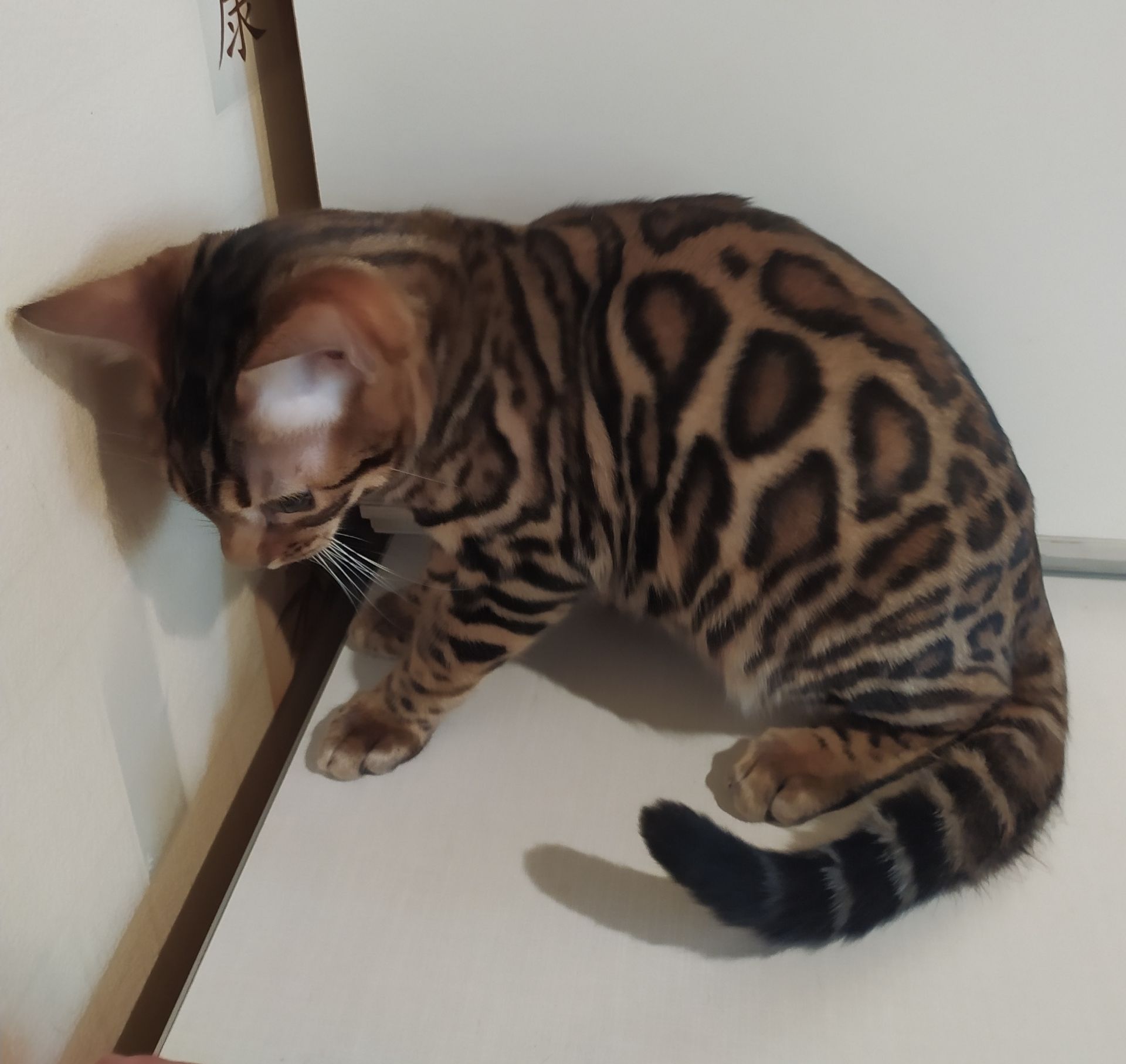 Бенгальский мальчик BEN n 24 розетка на золоте