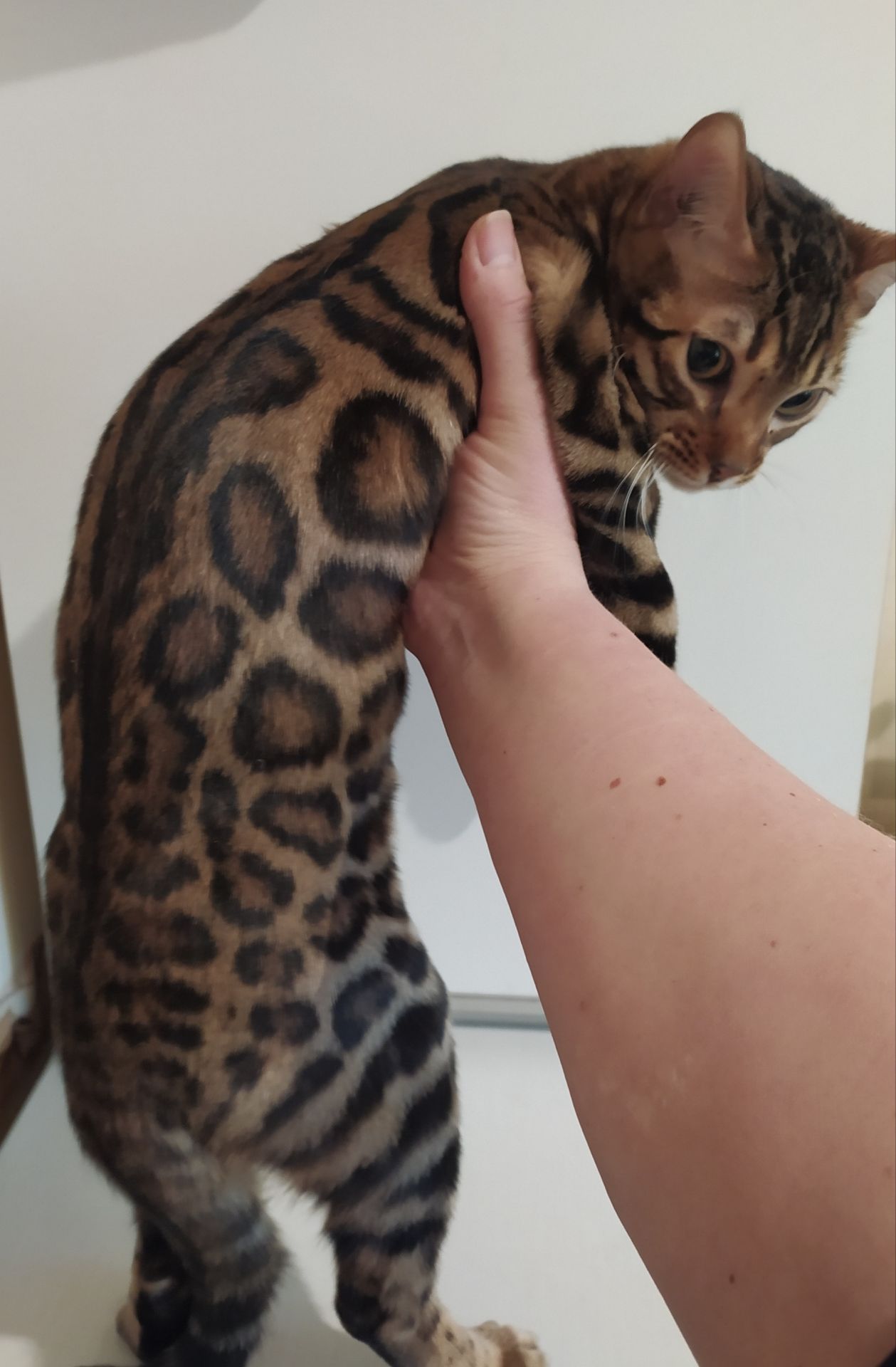 Бенгальский мальчик BEN n 24 розетка на золоте