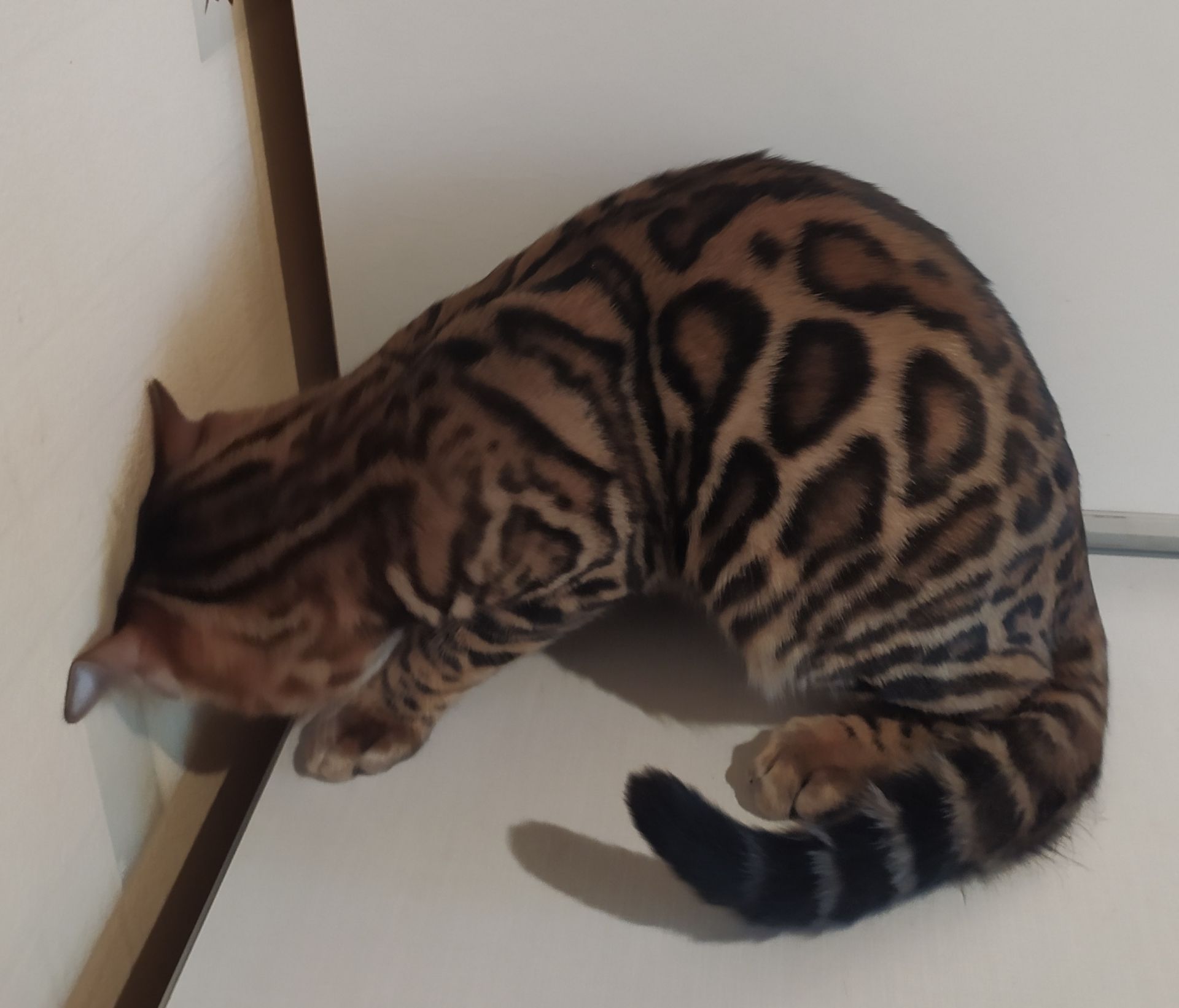 Бенгальский мальчик BEN n 24 розетка на золоте