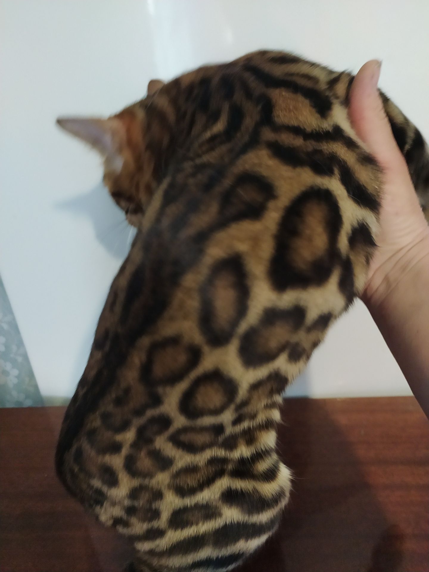 Бенгальский мальчик BEN n 24 розетка на золоте