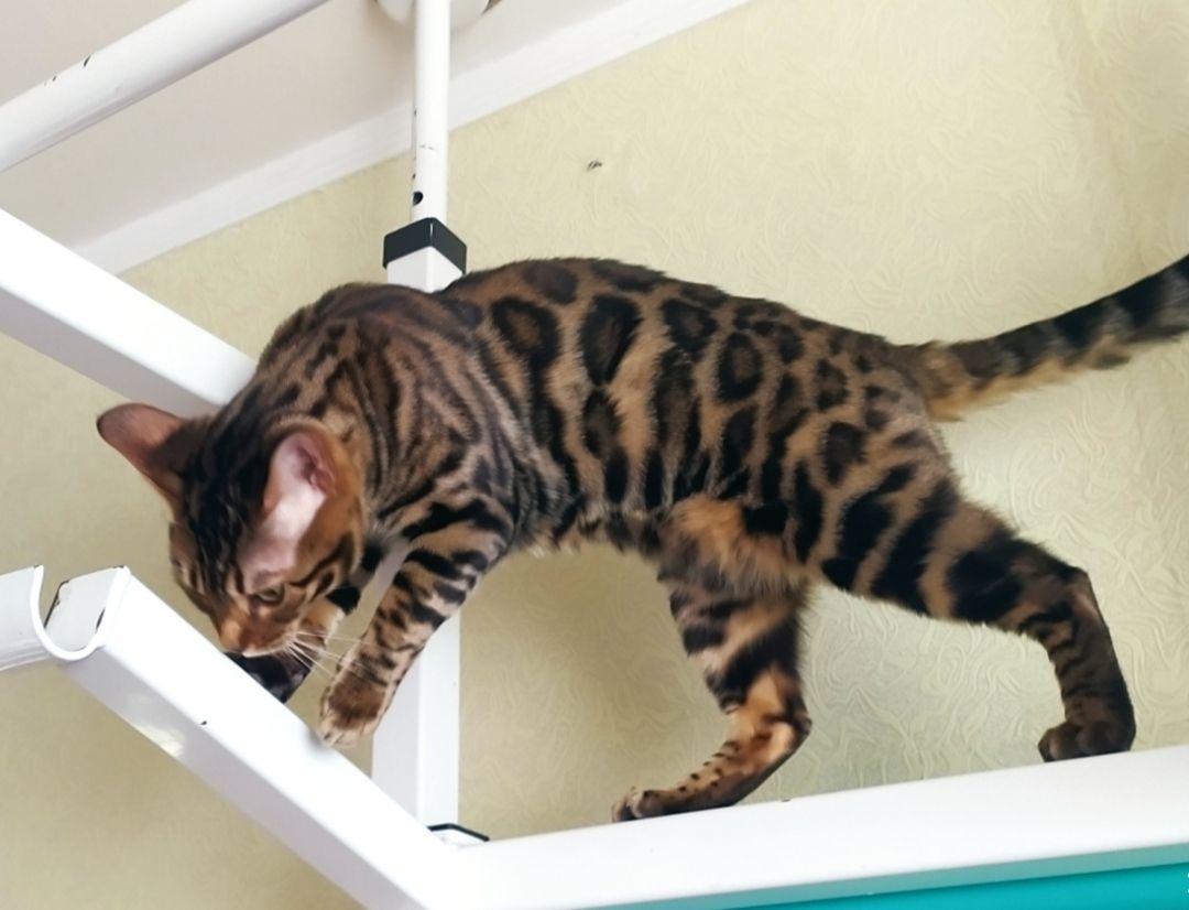 Бенгальский мальчик BEN n 24 розетка на золоте