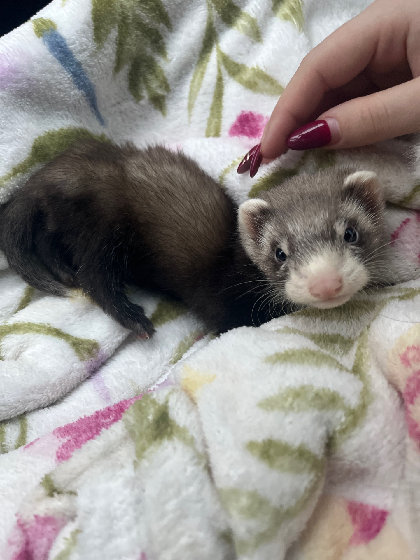 Неймовірний тхорик