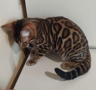 Бенгальский мальчик BEN n 24 розетка на золоте