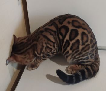 Бенгальский мальчик BEN n 24 розетка на золоте