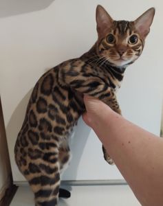 Бенгальский мальчик BEN n 24 розетка на золоте