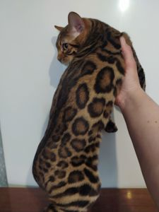 Бенгальский мальчик BEN n 24 розетка на золоте