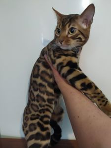 Бенгальский мальчик BEN n 24 розетка на золоте