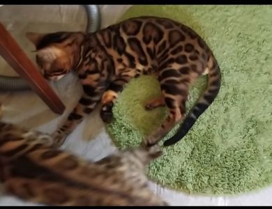 Бенгальский мальчик BEN n 24 розетка на золоте