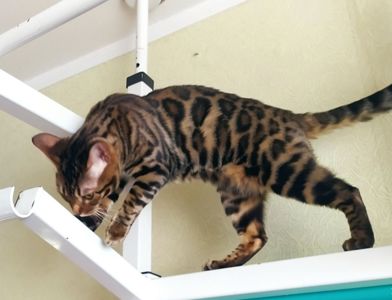 Бенгальский мальчик BEN n 24 розетка на золоте