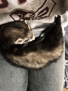 Неймовірний тхорик