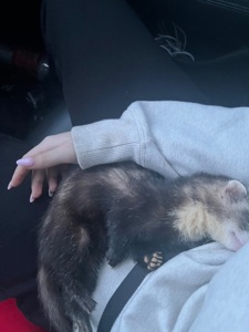 Неймовірний тхорик